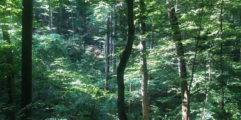 Camper submitted image from Charles C. Deam Wilderness