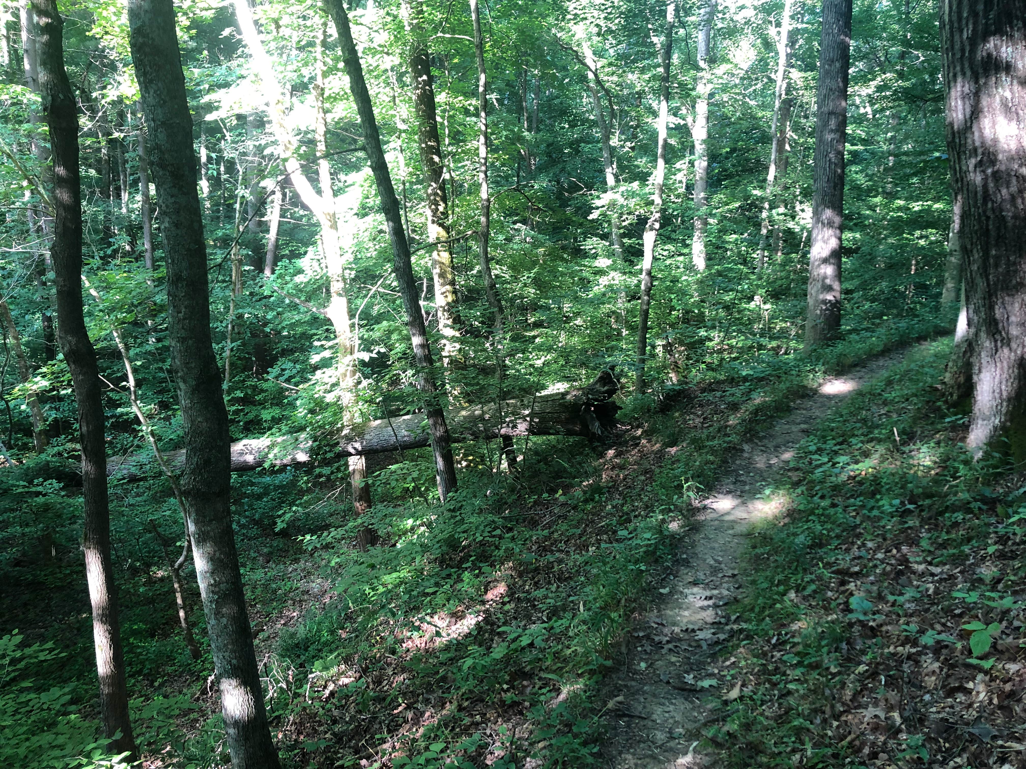 Camper-submitted photo at Charles C. Deam Wilderness near Scottsburg, IN