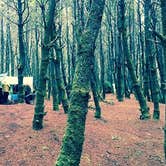 Review photo of Grayland Beach State Park Campground by Ryan L., September 20, 2016