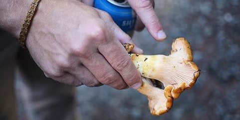 Camper submitted image from Upper Duckabush — Olympic National Park