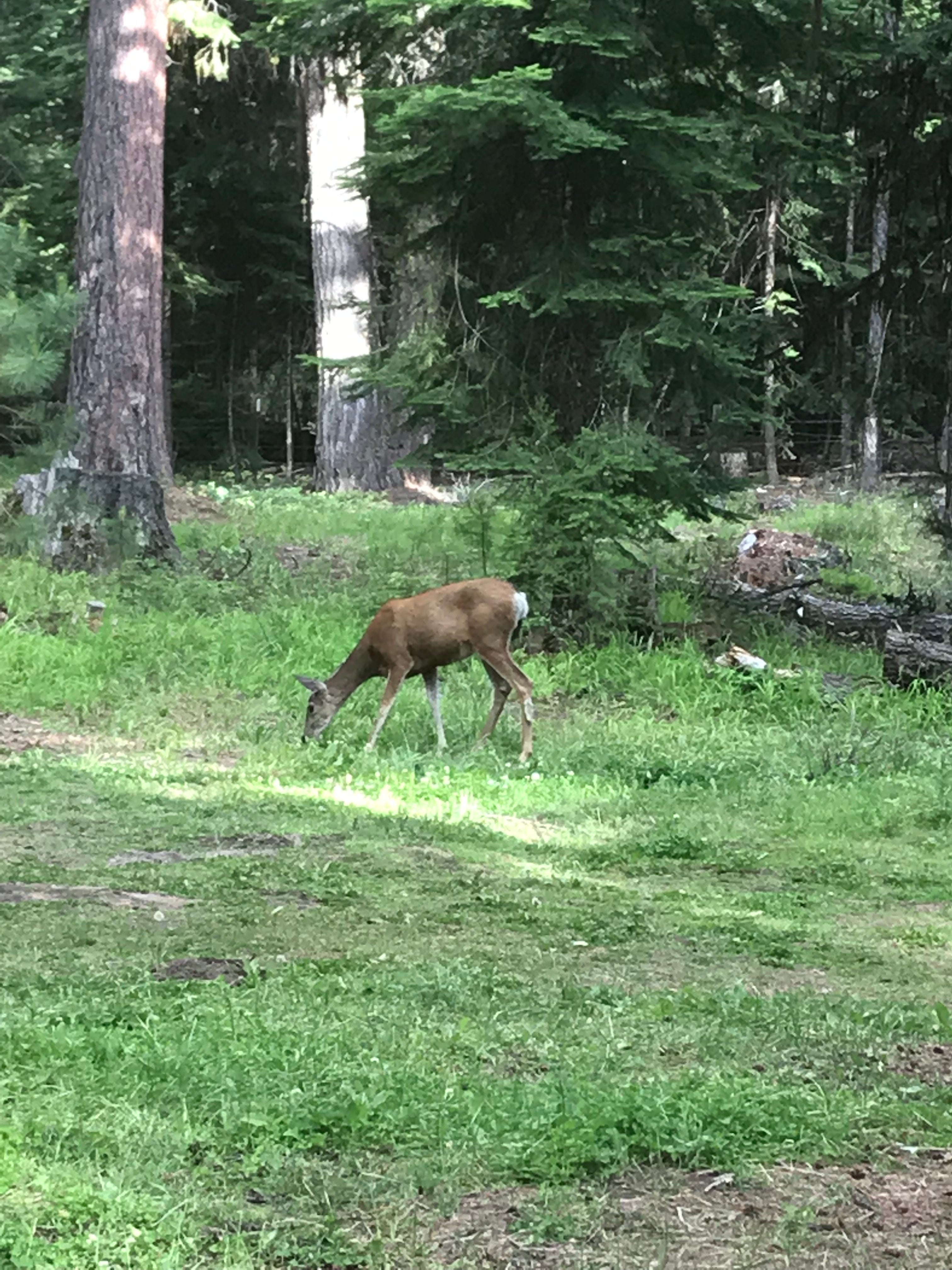 Deer were walking right through our campsite and didn’t seem very afraid of humans.