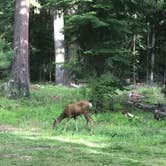 Review photo of Barnhouse Campground by Keltik S., July 18, 2019