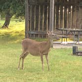 Review photo of Choke Canyon State Park Campground by Nancy  R., July 18, 2019