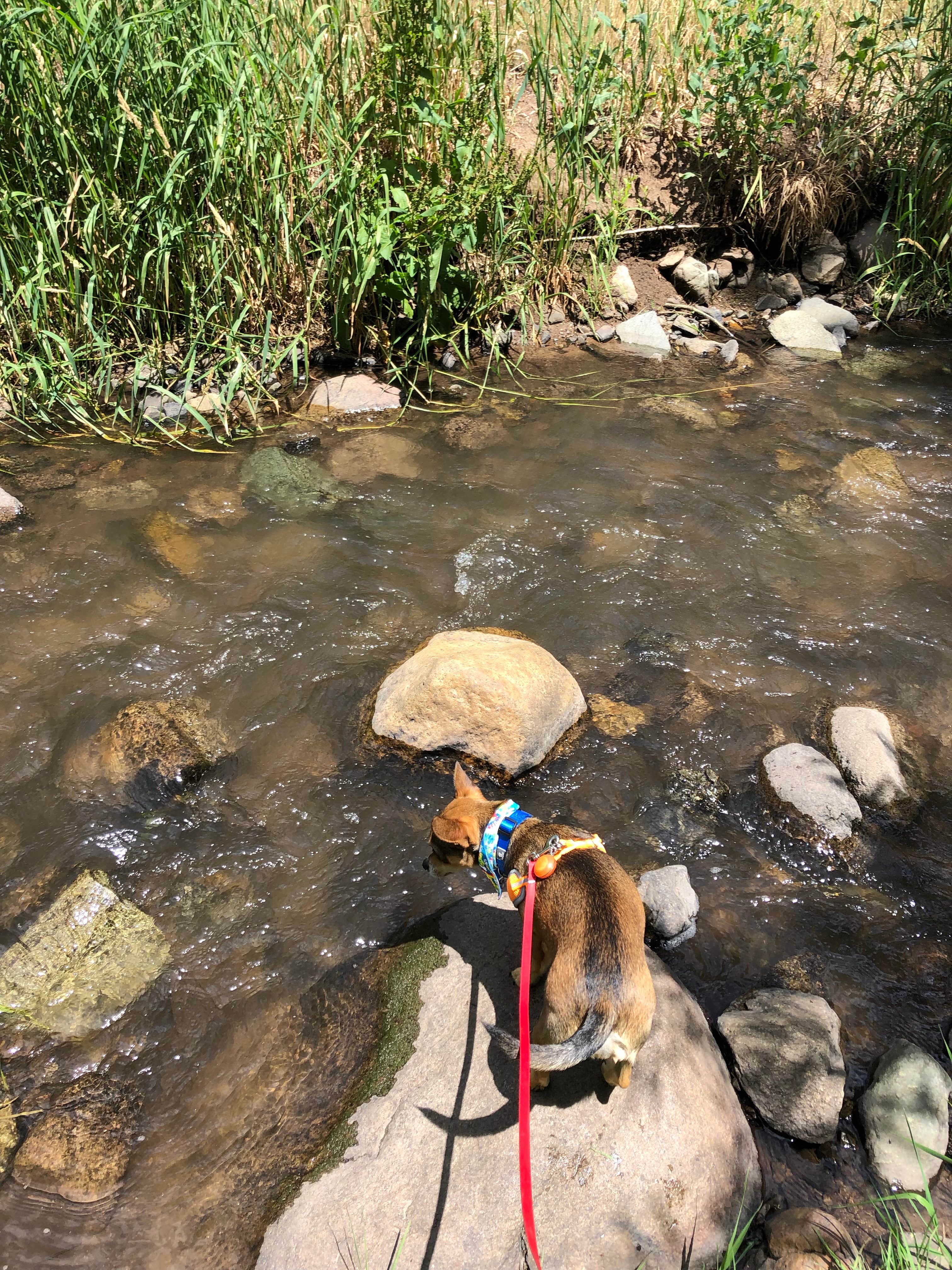 Camper submitted image from Bonito Hollow RV Park & Campground - 5
