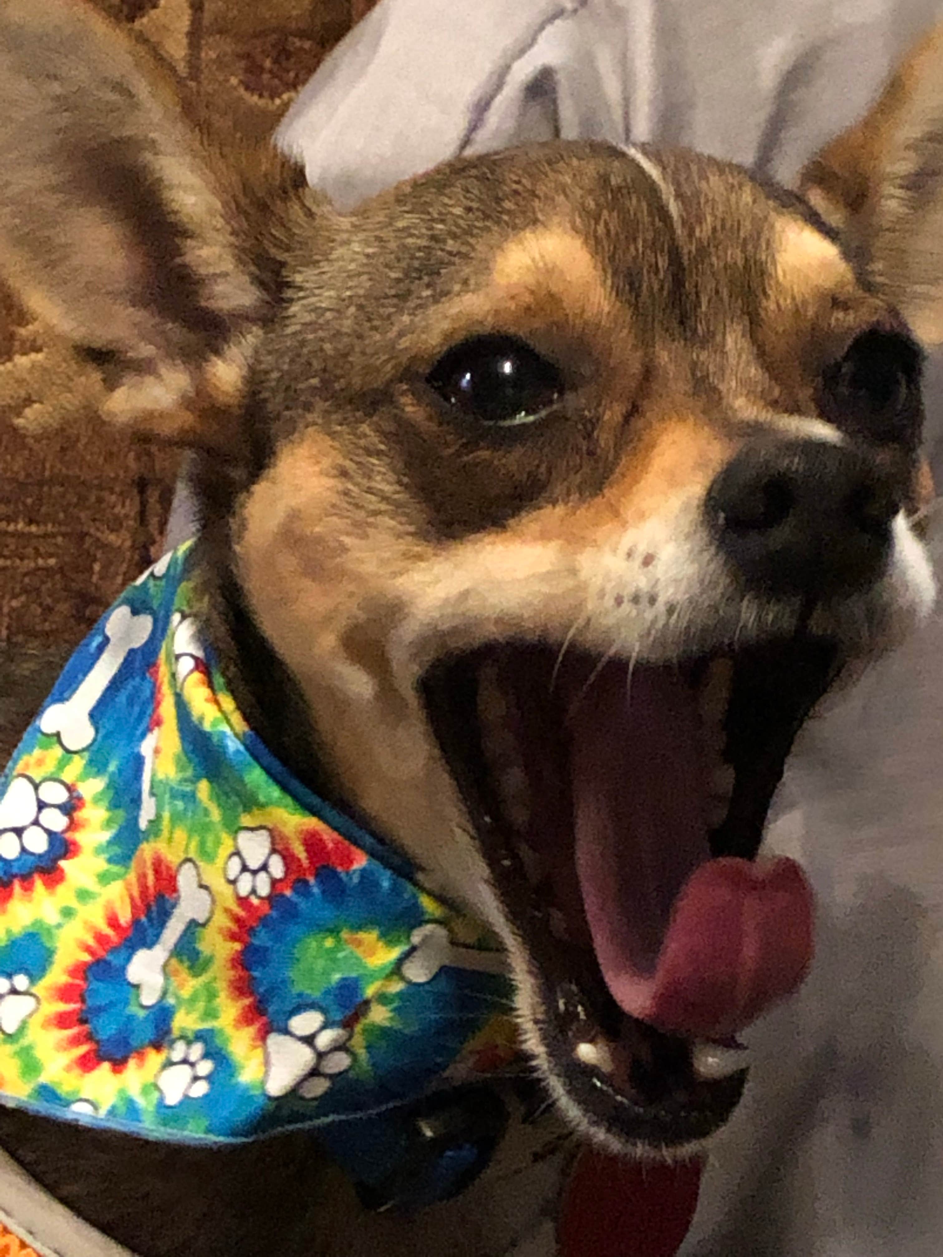 Boyd W.'s photo of camping with pets at Bonito Hollow RV Park & Campground near Ruidoso, NM