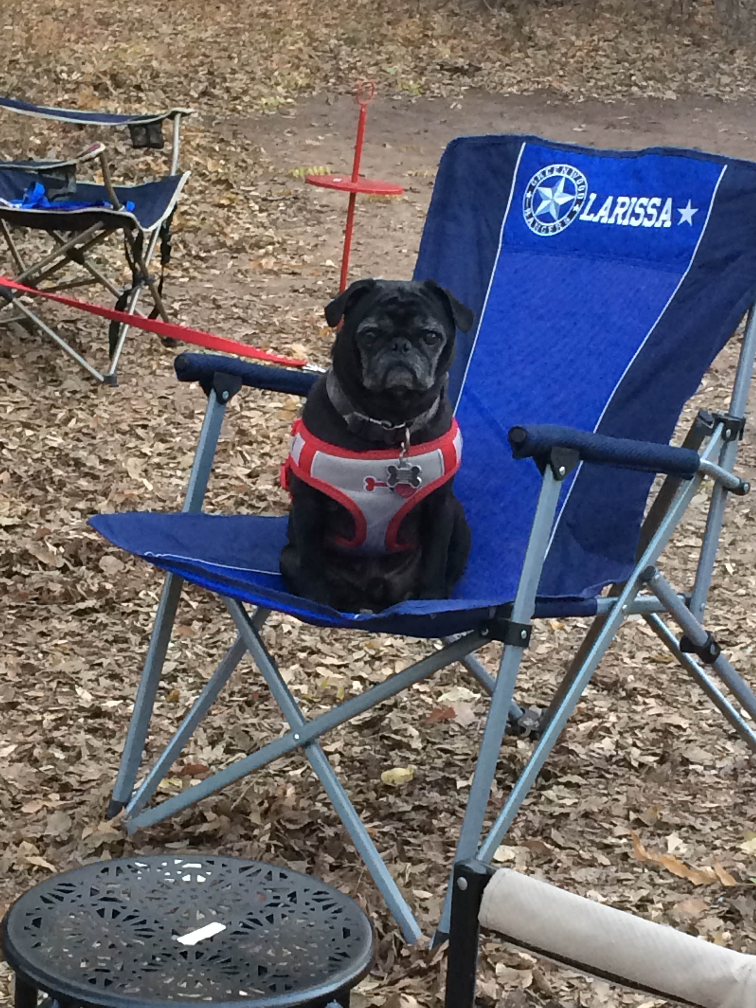Boyd W.'s photo of camping with pets at Abilene State Park Campground near Robert Lee, TX