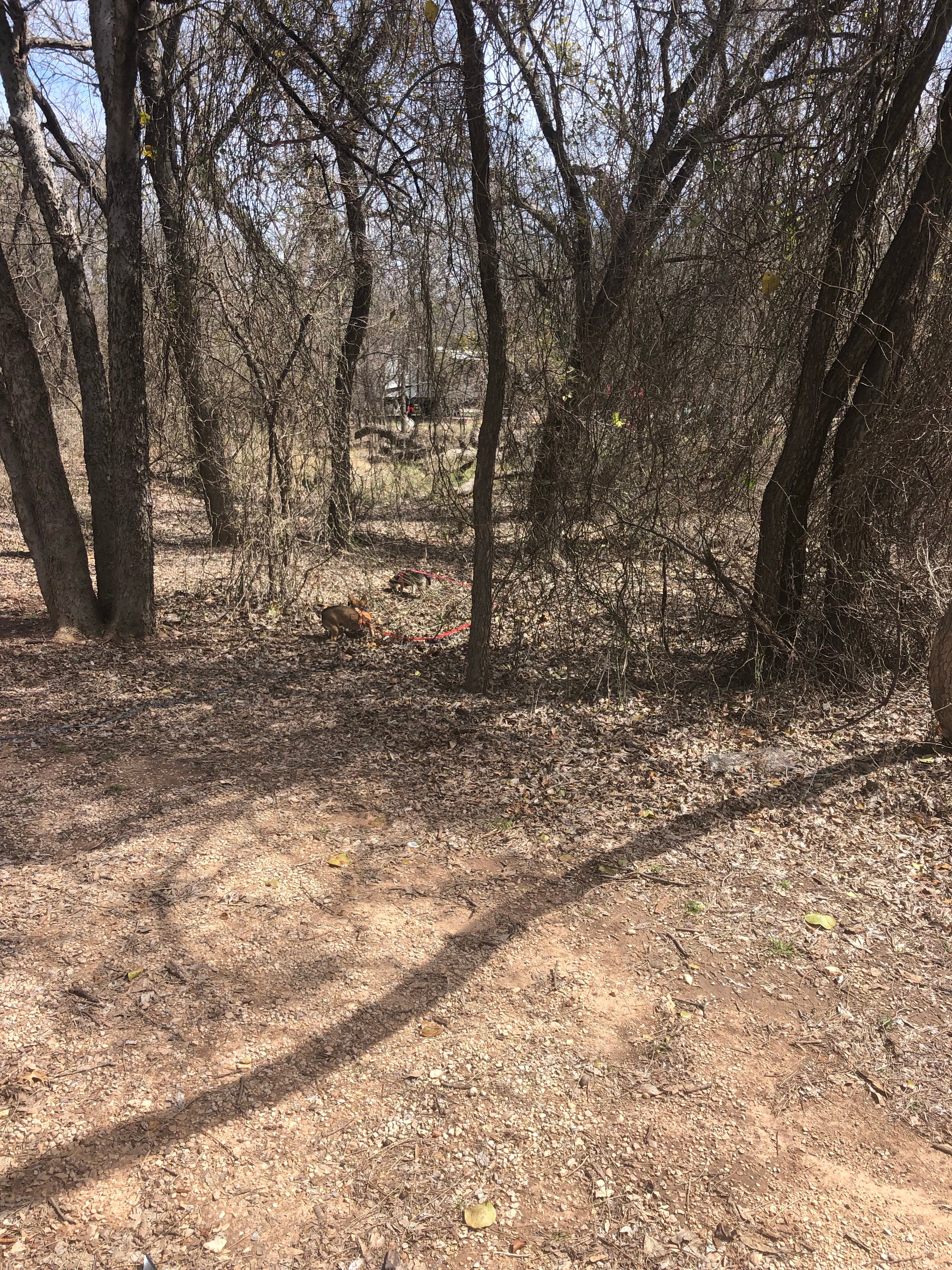 Camper submitted image from Abilene State Park - 5