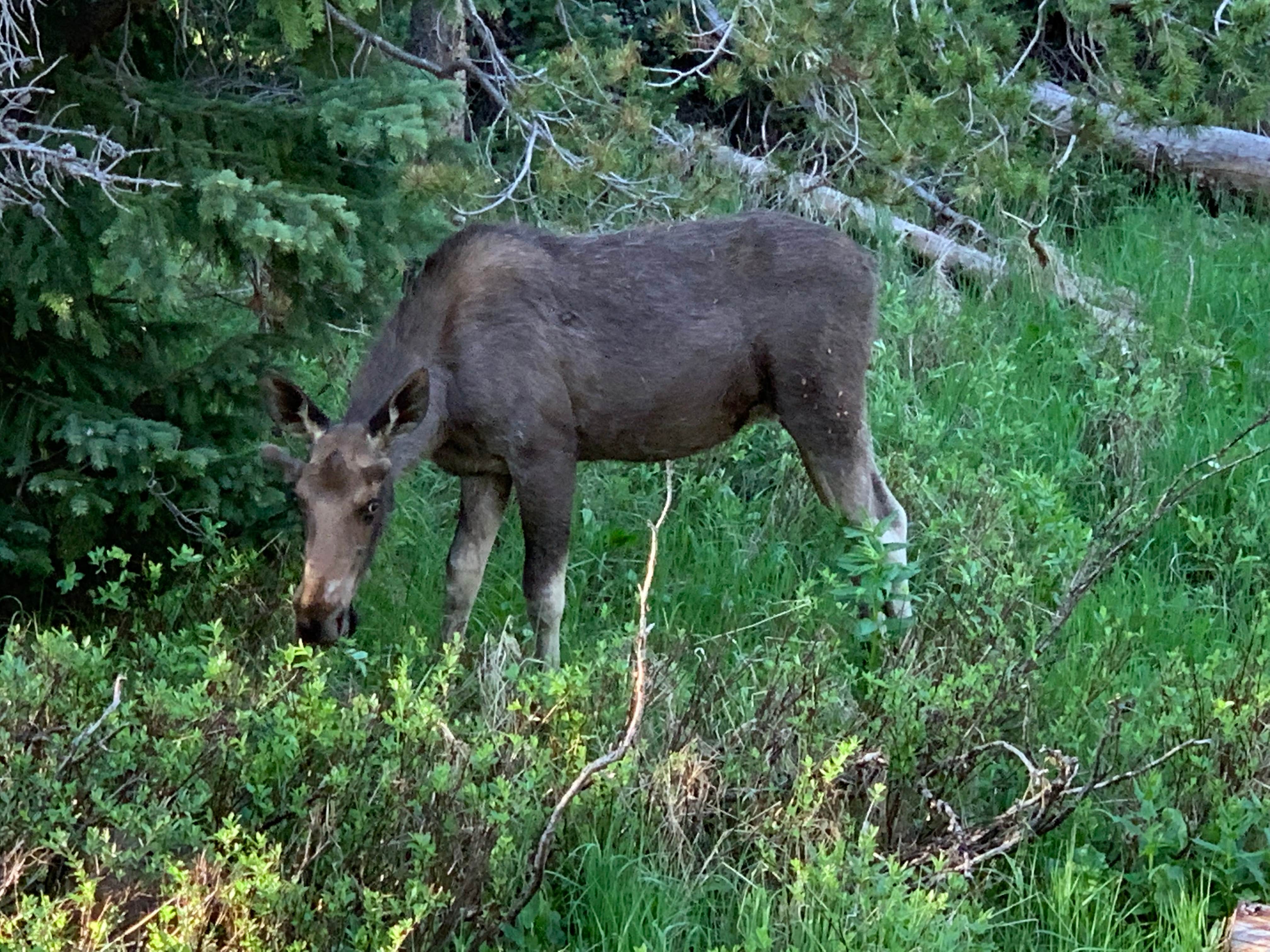 Camper submitted image from Grandview Campground - 3