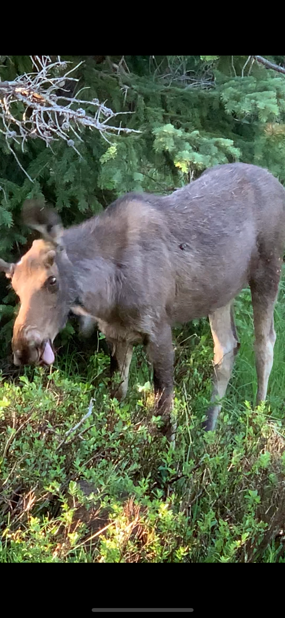Camper-submitted photo at Grandview Campground near Gould, CO