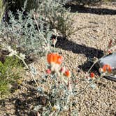 Review photo of Alabama Hills Recreation Area by Matt G., April 4, 2025