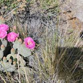 Review photo of Alabama Hills Recreation Area by Matt G., April 4, 2025
