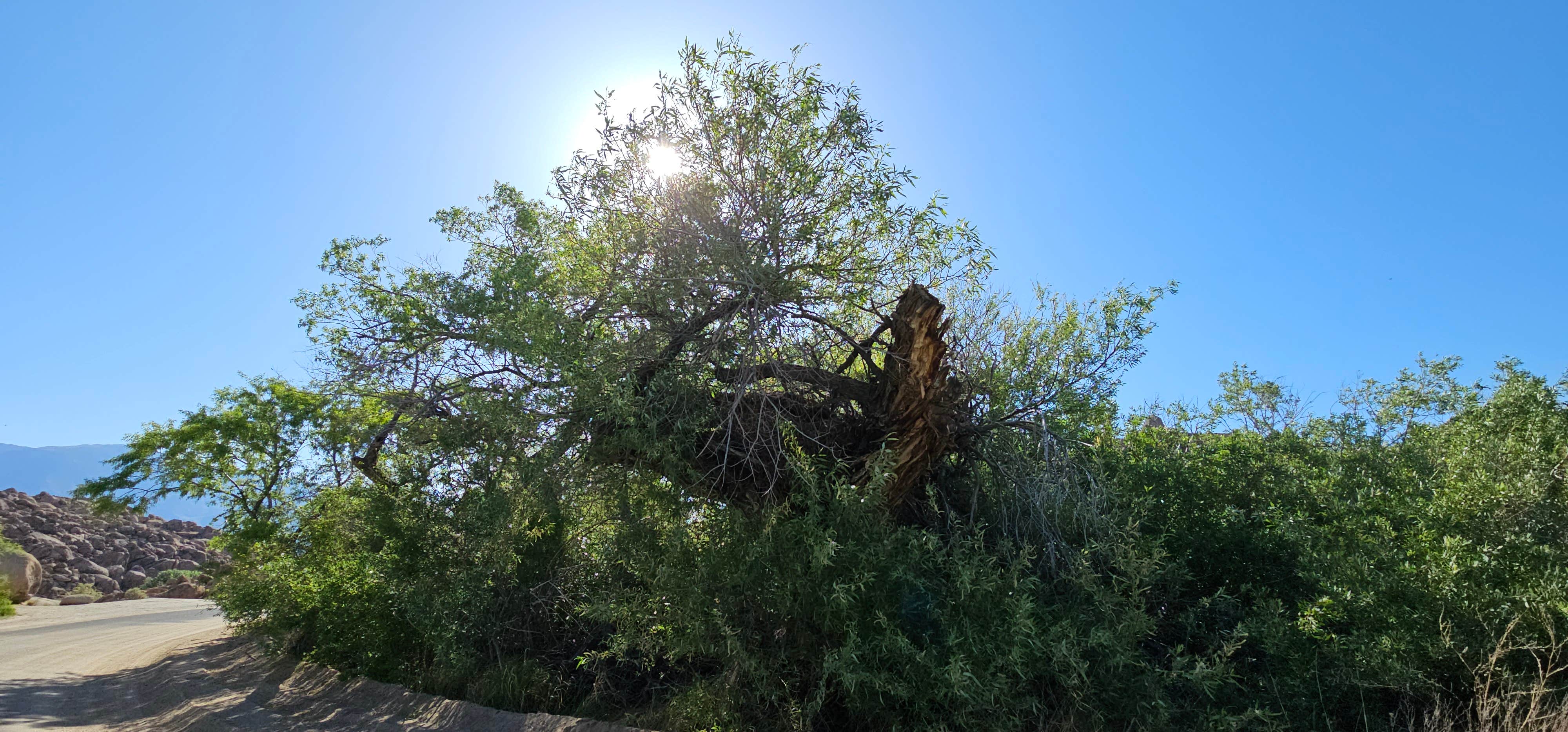Matt G.'s photo of a dispersed camping area at Alabama Hills Recreation Area near Kaweah, CA
