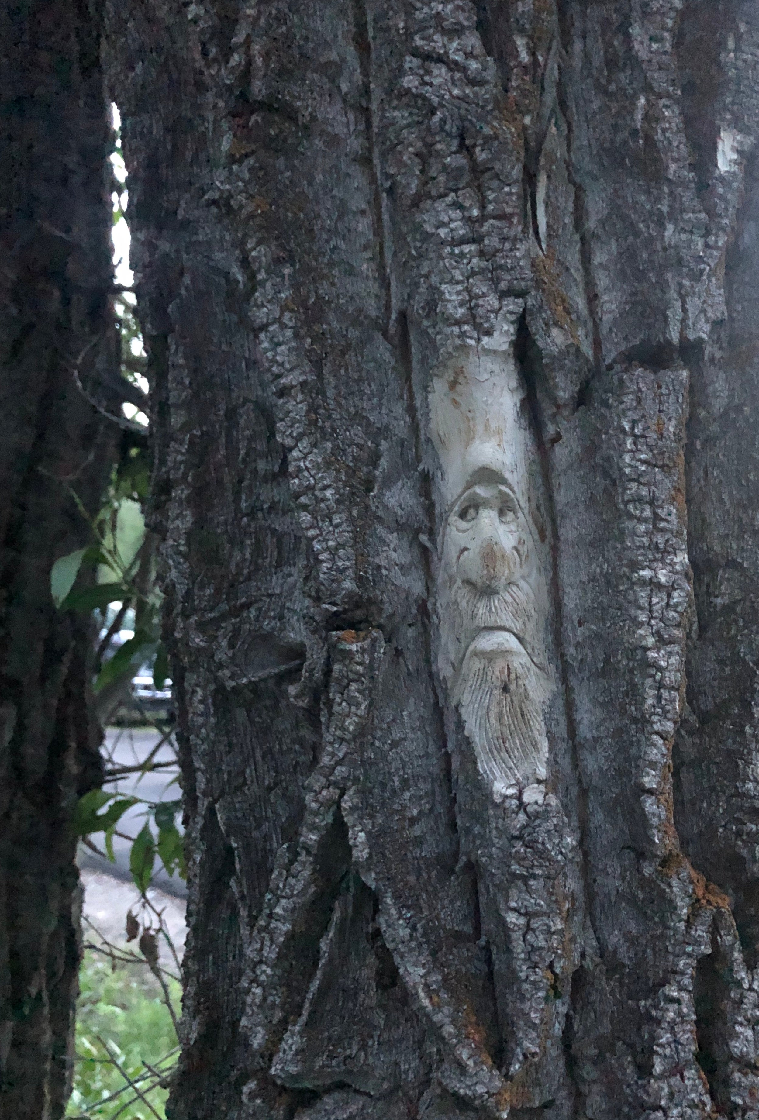 The carving in the tree at Site D184