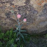Review photo of Alabama Hills Recreation Area by Matt G., April 4, 2025