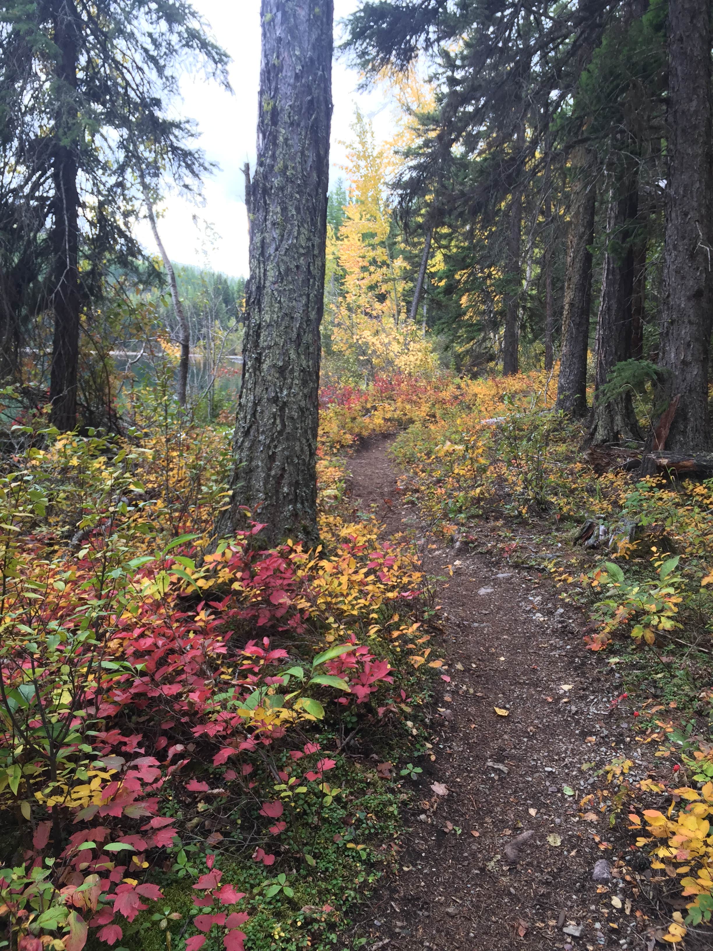 Camper submitted image from Kintla Lake Campground — Glacier National Park - 2