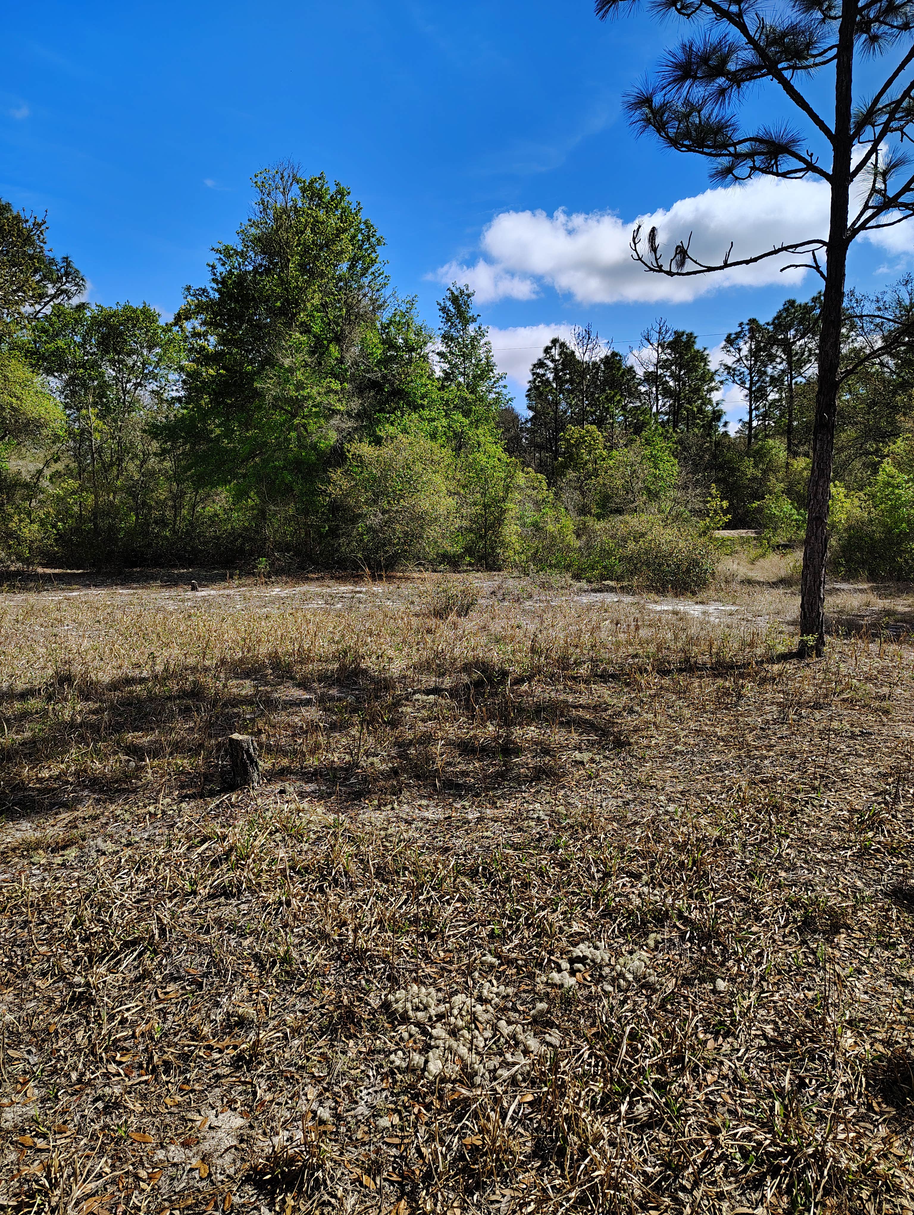 Camper-submitted photo at Hideaway Oasis near Waldo, FL