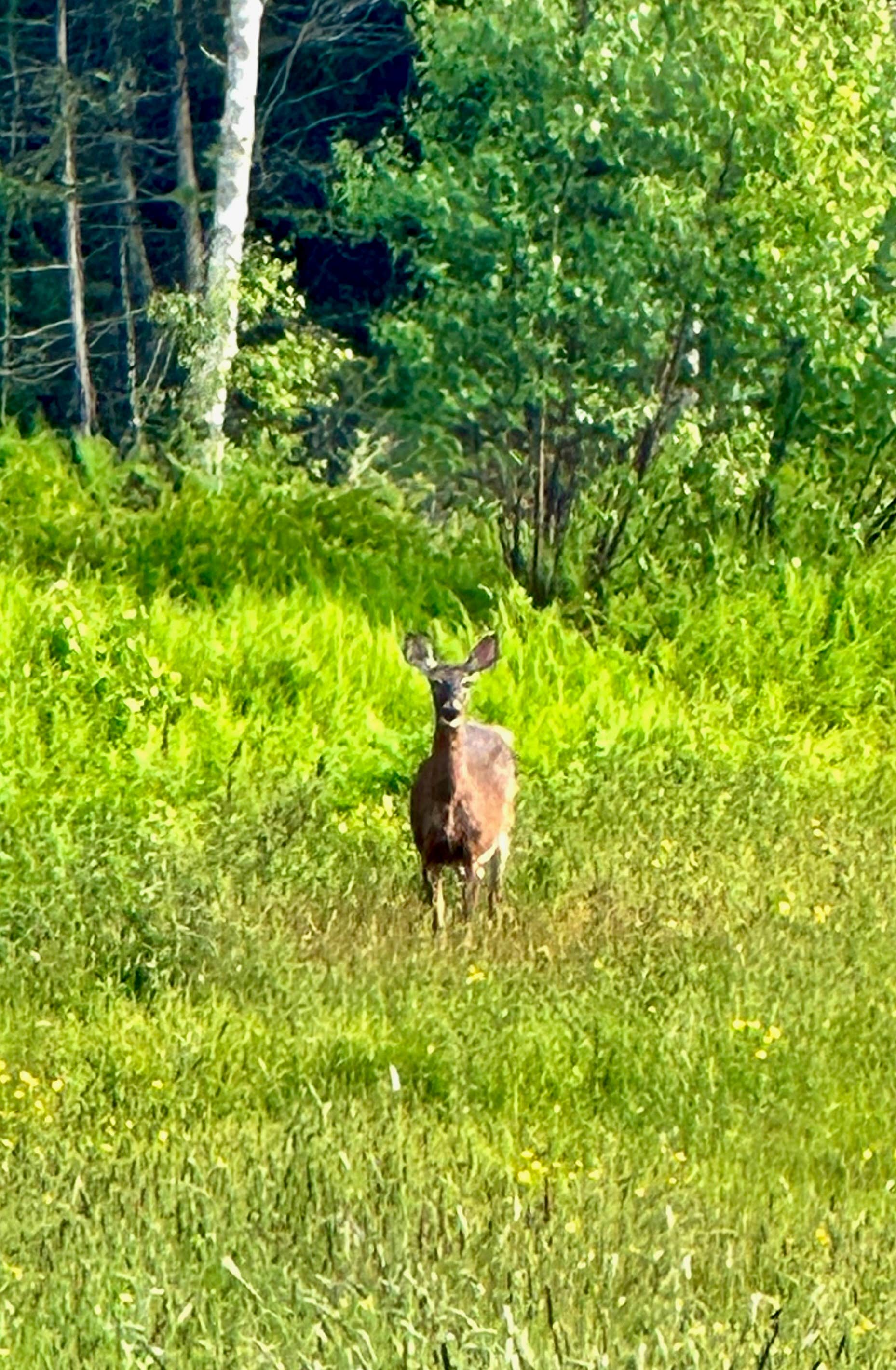 Camper-submitted photo at Rustic Retreat near Alna, ME