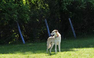 The Dyrt's photo of camping with pets at Pasture Paradise Camp at Parkwood Farm near Cazenovia, NY