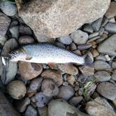 Review photo of Backcountry Campsite – Yellowstone River by Dexter I., July 19, 2019