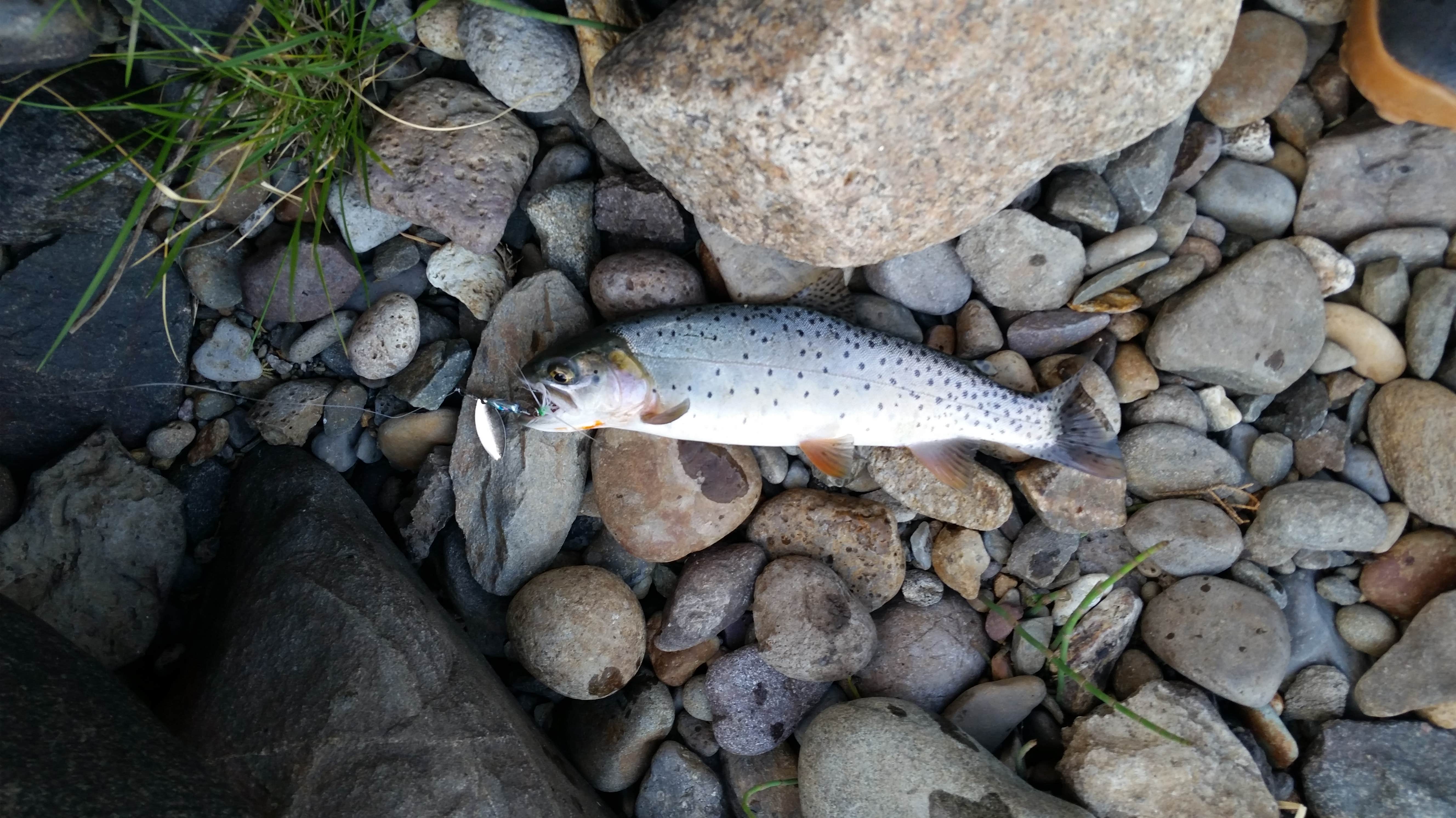 Camper submitted image from Backcountry Campsite – Yellowstone River - 1