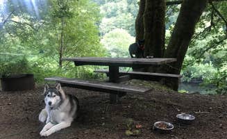 Kaelin P.'s photo of camping with pets at Siuslaw National Forest Blackberry Campground near Corvallis, OR