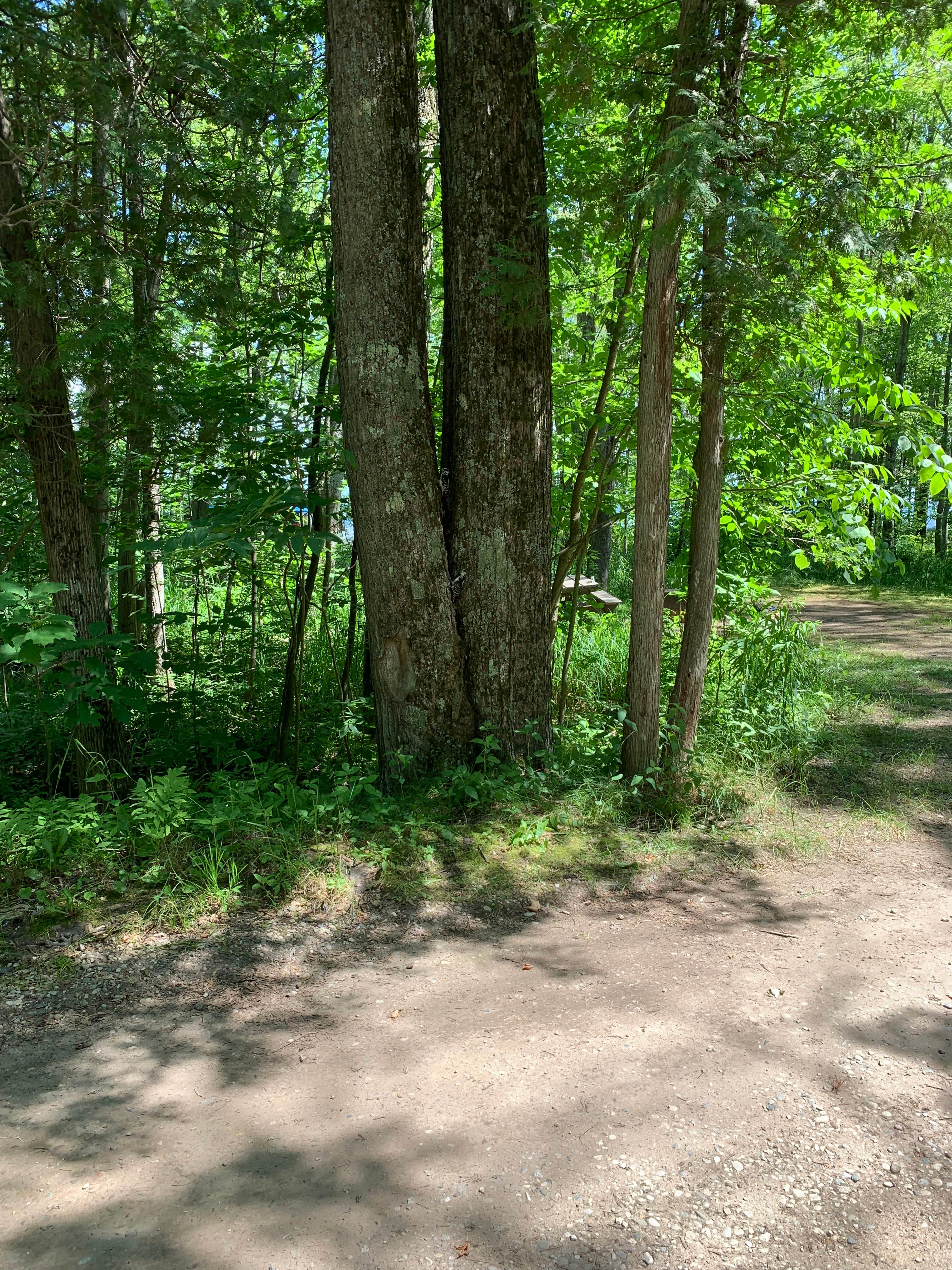 Camper submitted image from Maple Bay State Forest Campground - 5