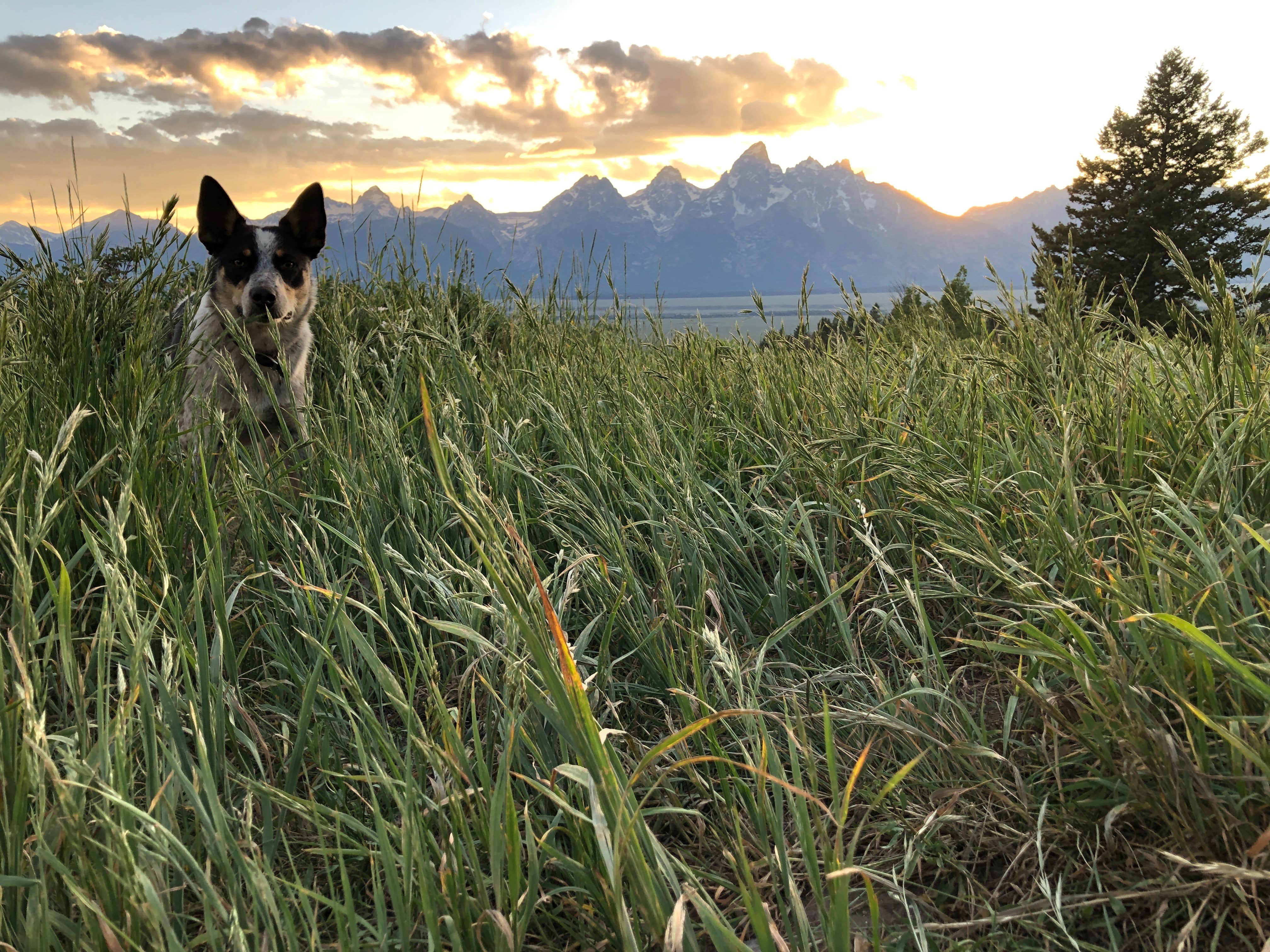 Haley P.'s photo of camping with pets at Shadow Mountain Dispersed Camping near Grand Teton National Park