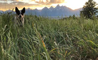 Haley P.'s photo of camping with pets at Shadow Mountain Dispersed Camping in Wyoming