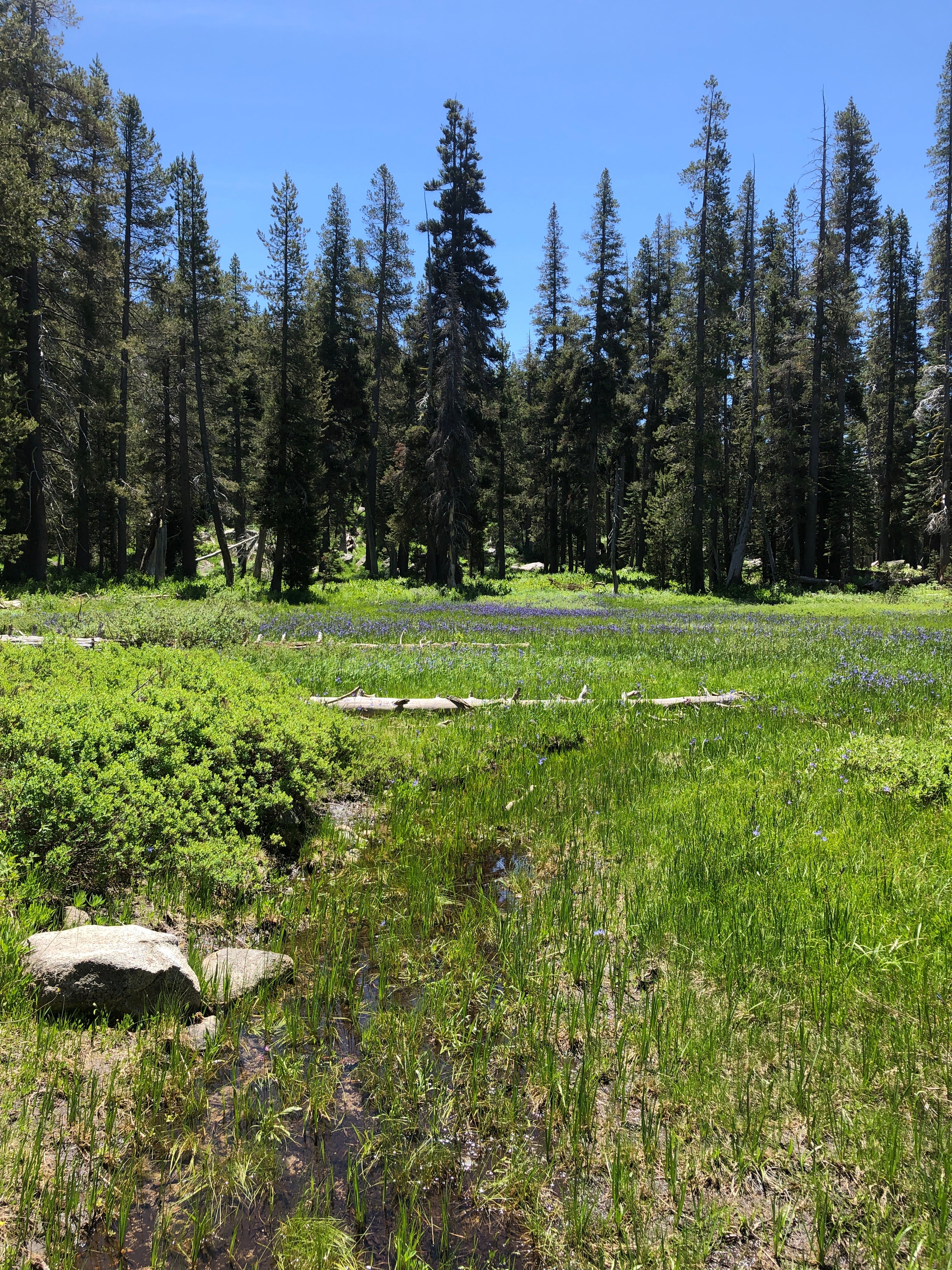 Camper submitted image from Wrights Lake Campground - 2