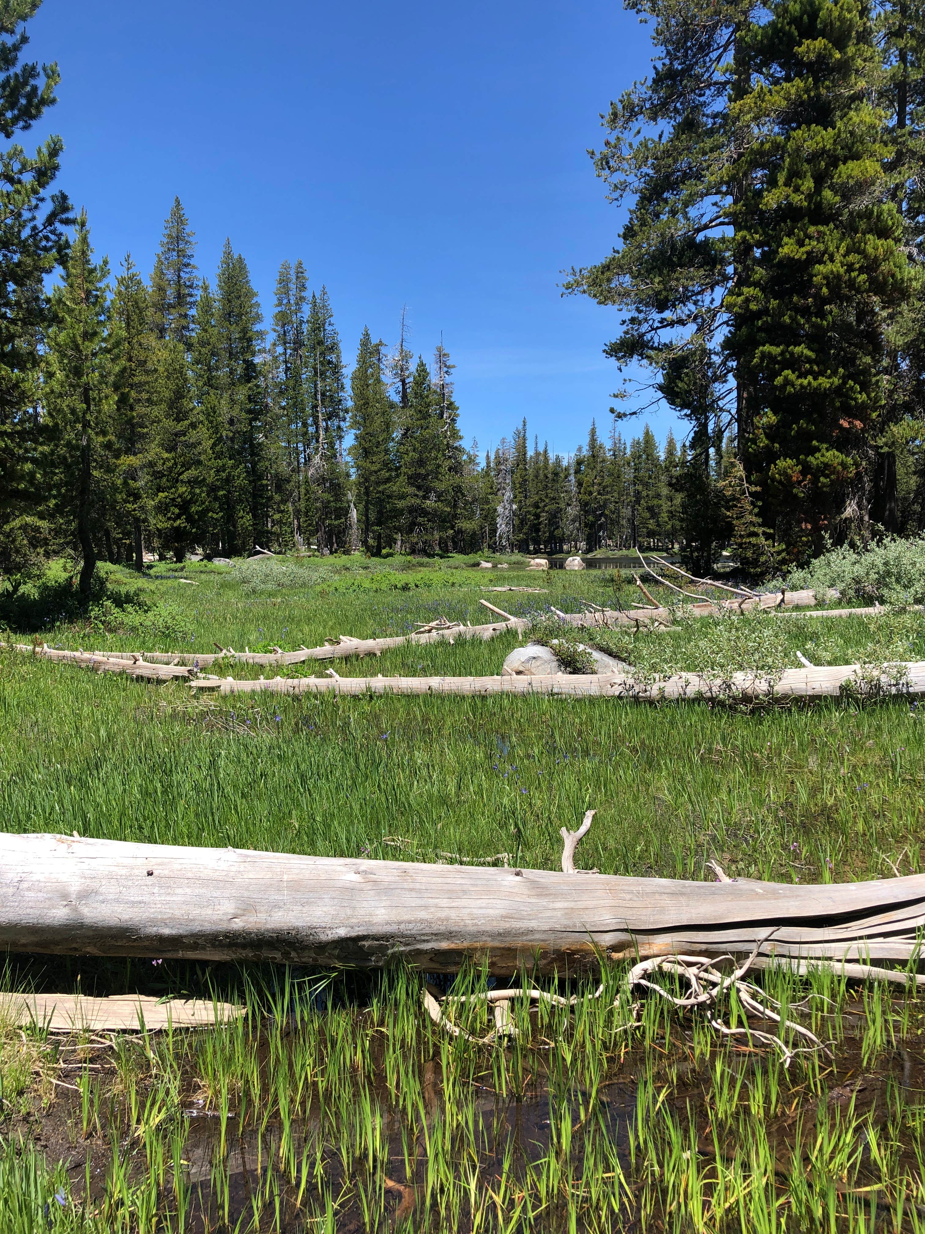 Camping near Desolation Wilderness - Aloha Zone: Wrights Lake Campground, Kyburz, California
