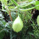 Review photo of Tillamook State Forest Nehalem Falls Campground by Alfredo C., July 20, 2019