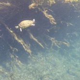 Review photo of Manatee Springs State Park Campground by Jordan S., July 20, 2019