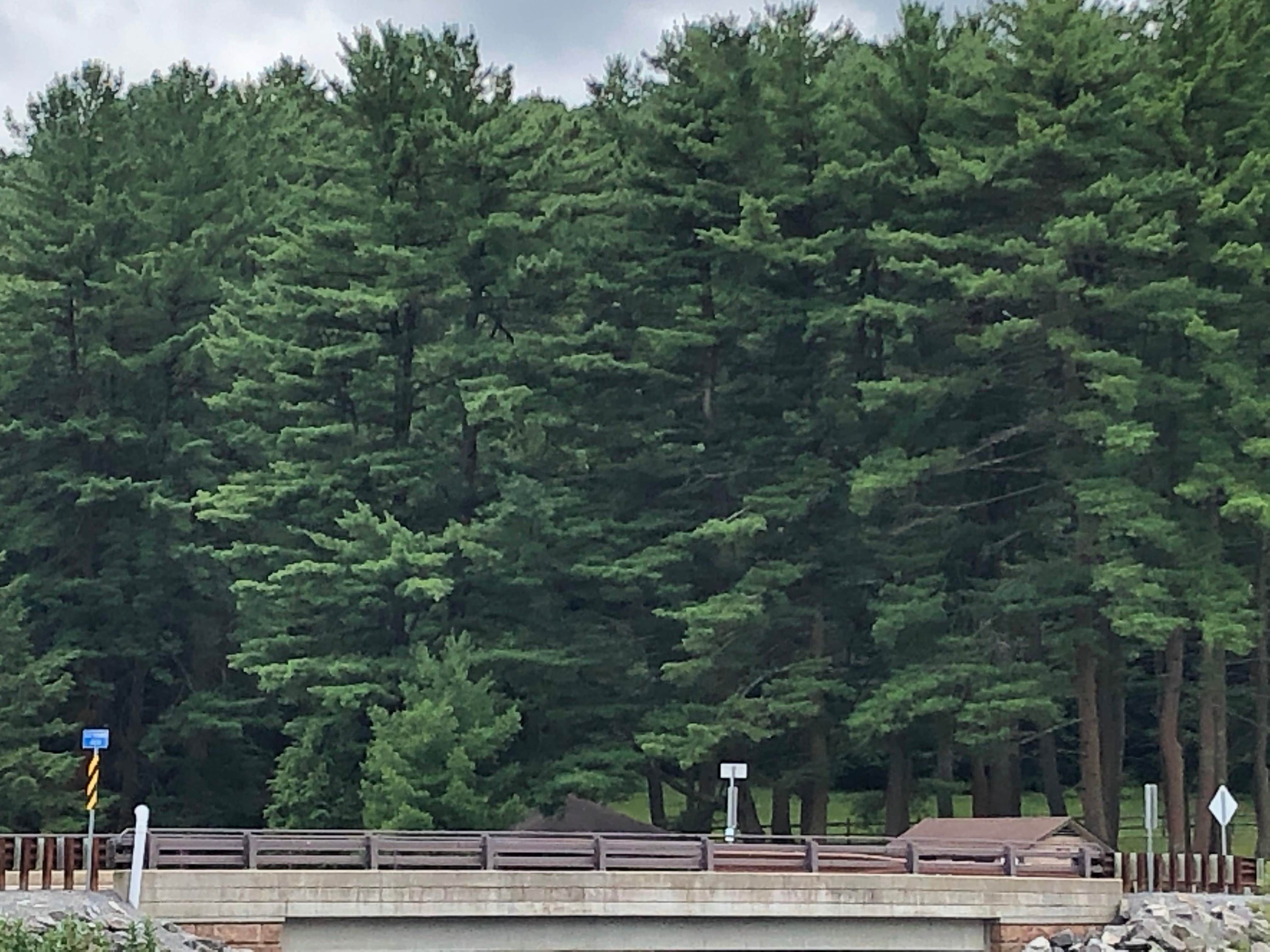 Lots o trees