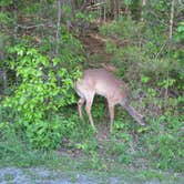 Review photo of Balsam Mountain Campground — Great Smoky Mountains National Park by Megan B., September 21, 2016