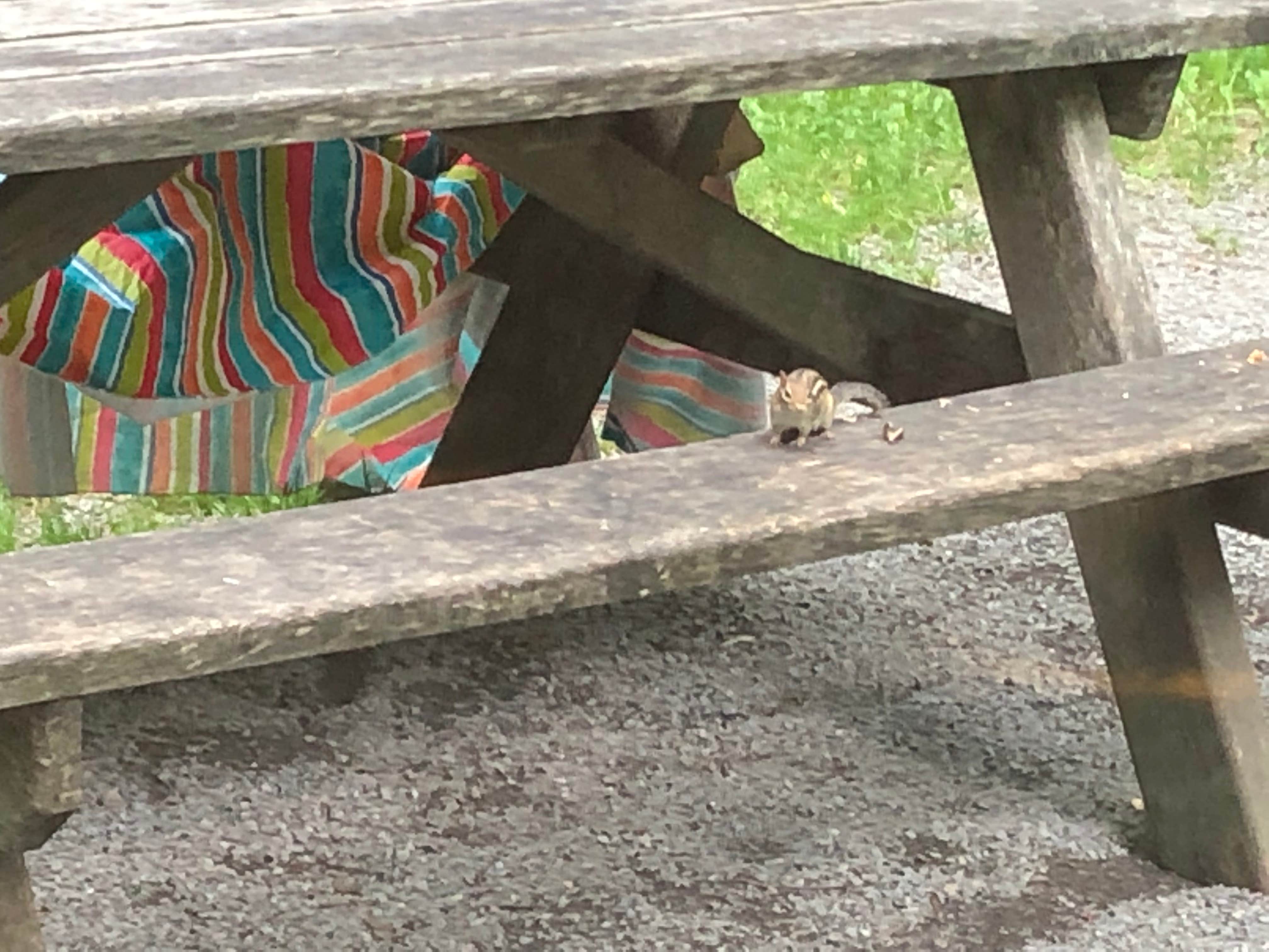 Camper-submitted photo at Black Moshannon State Park Campground near Lemont, PA