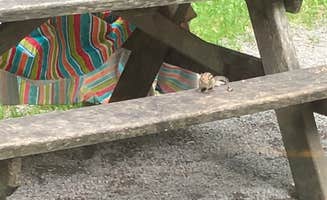 Ellen B.'s photo of camping with pets at Black Moshannon State Park Campground near Snow Shoe, PA