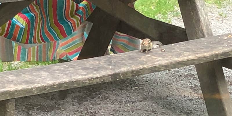 Camper submitted image from Black Moshannon State Park Campground