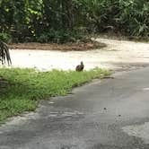 Review photo of Lake Kissimmee State Park Campground by Corey K., July 20, 2019