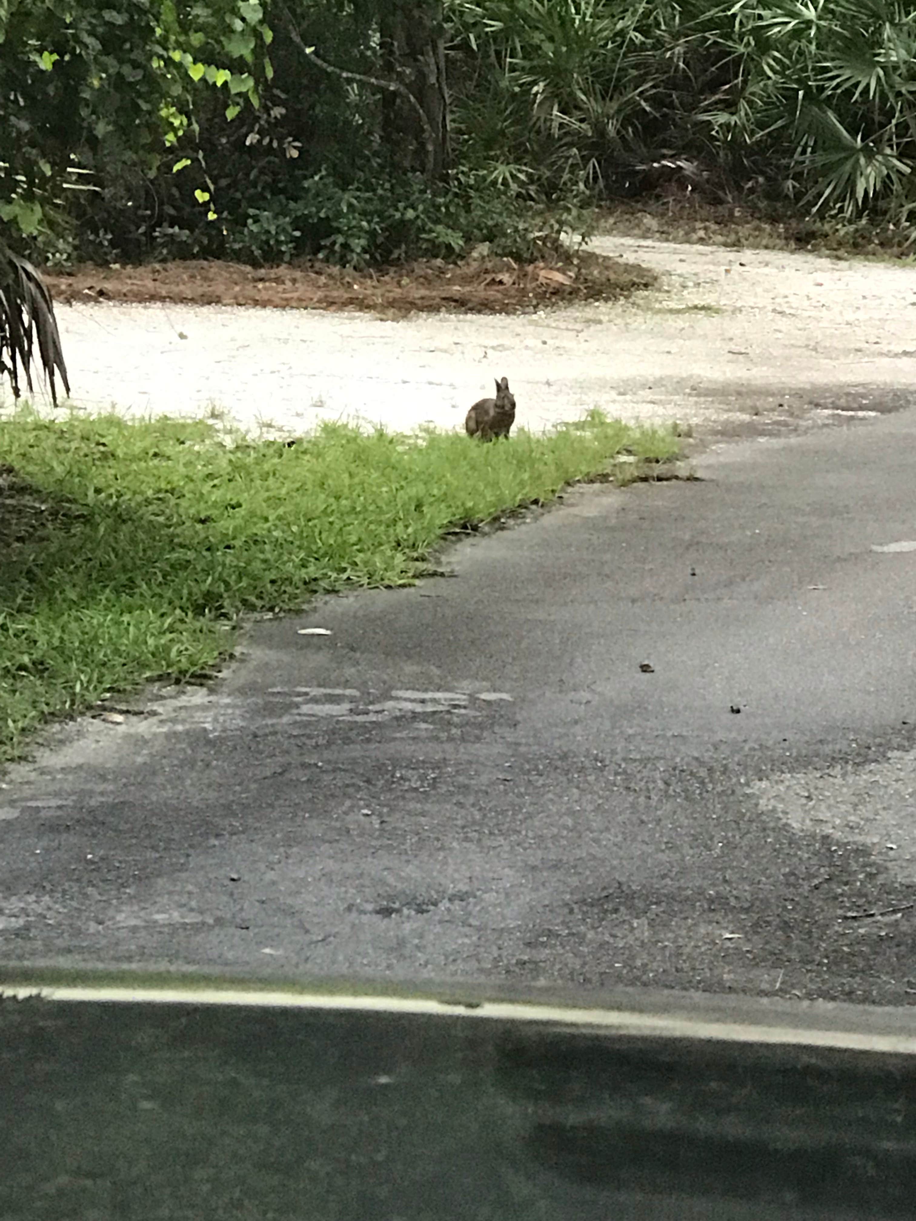 Camper submitted image from Lake Kissimmee State Park Campground - 5