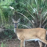 Review photo of Lake Kissimmee State Park Campground by Corey K., July 20, 2019