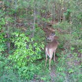 Review photo of Balsam Mountain Campground — Great Smoky Mountains National Park by Megan B., September 21, 2016