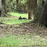 Review photo of Lake Kissimmee State Park Campground by Corey K., July 20, 2019