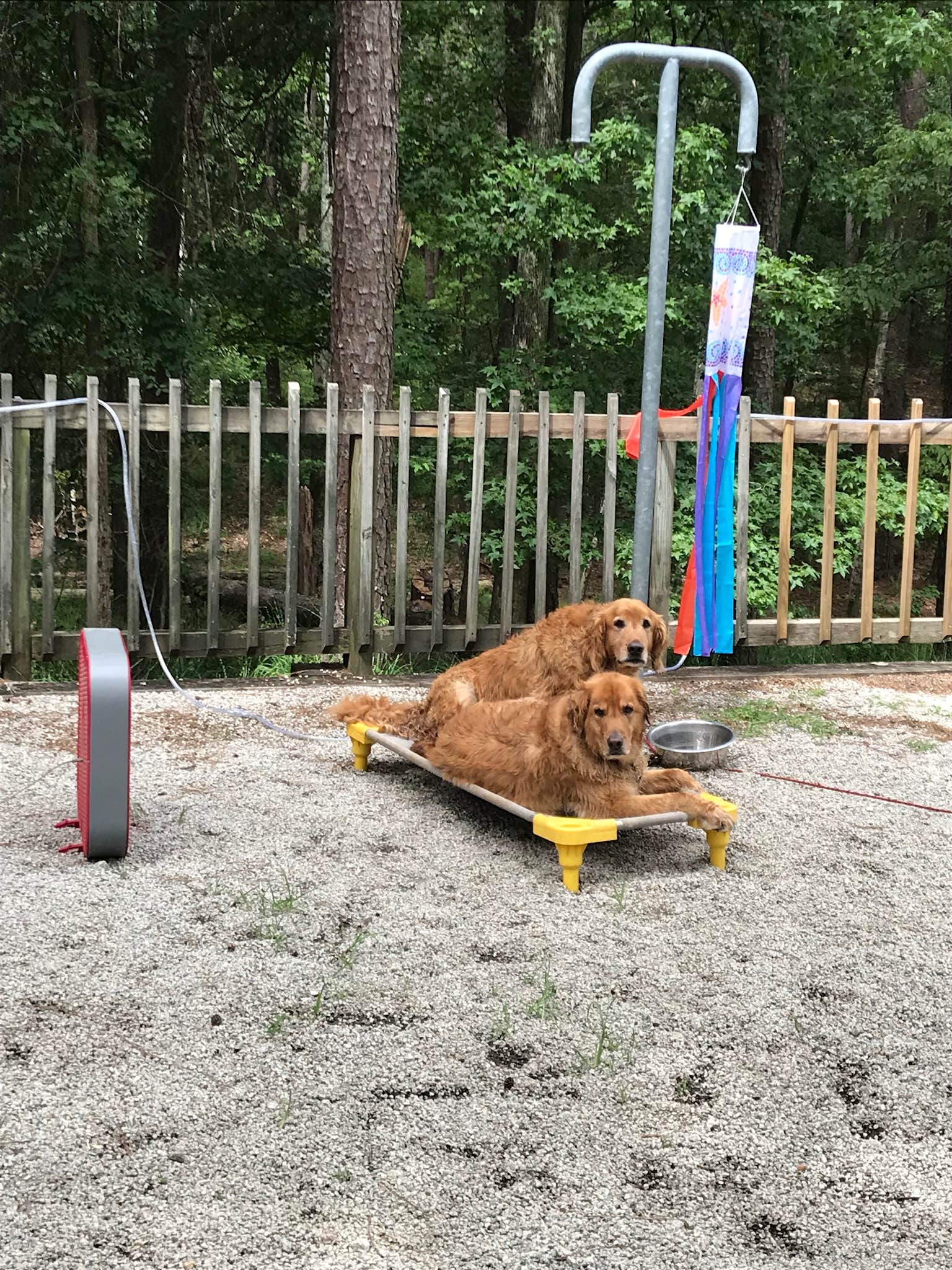 Liz H.'s photo of camping with pets at Mistletoe State Park Campground near Union Point, GA