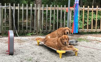 Liz H.'s photo of camping with pets at Mistletoe State Park Campground near Grovetown, GA