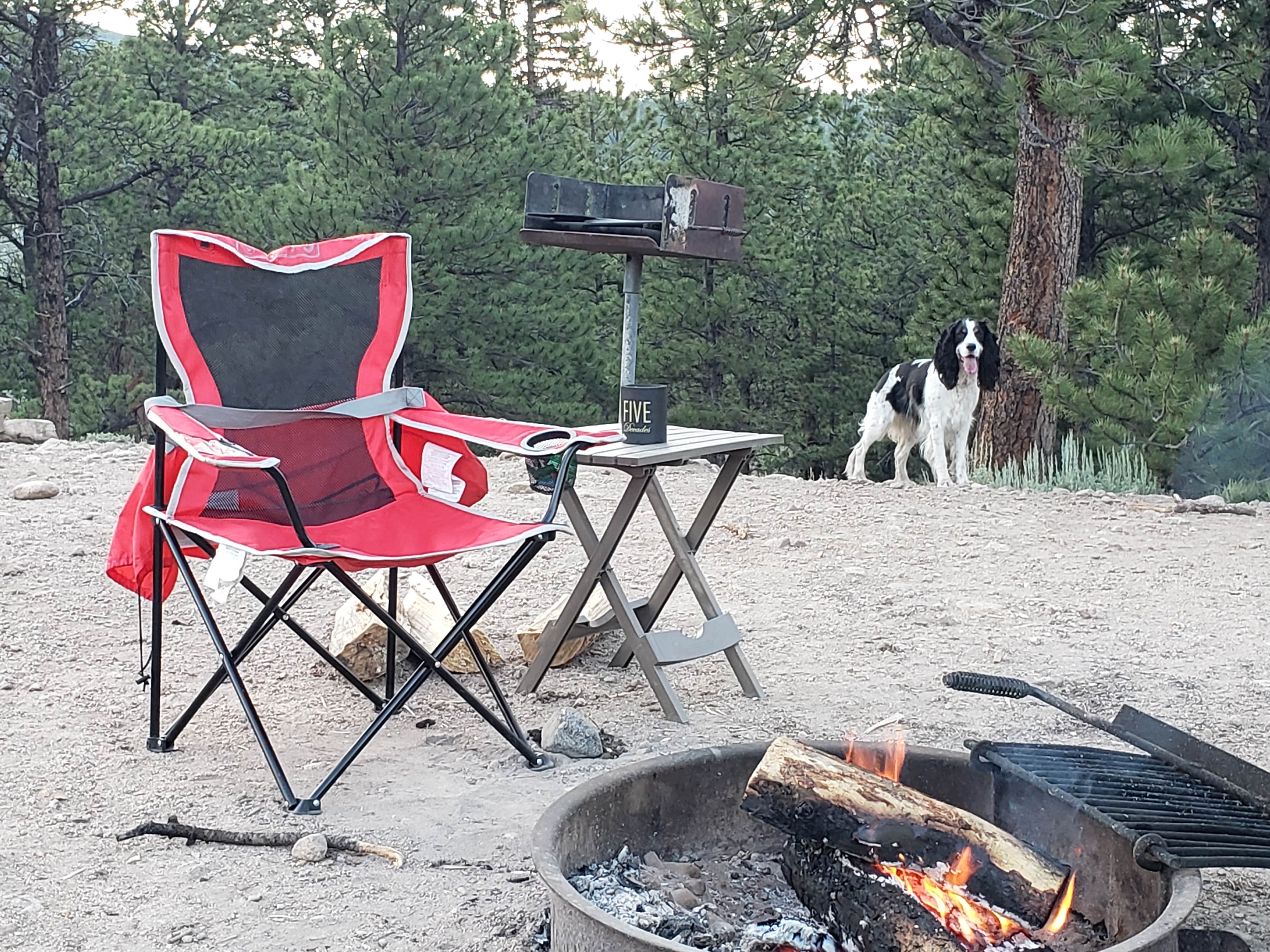 Jenn G.'s photo of camping with pets at White Star near Leadville, CO