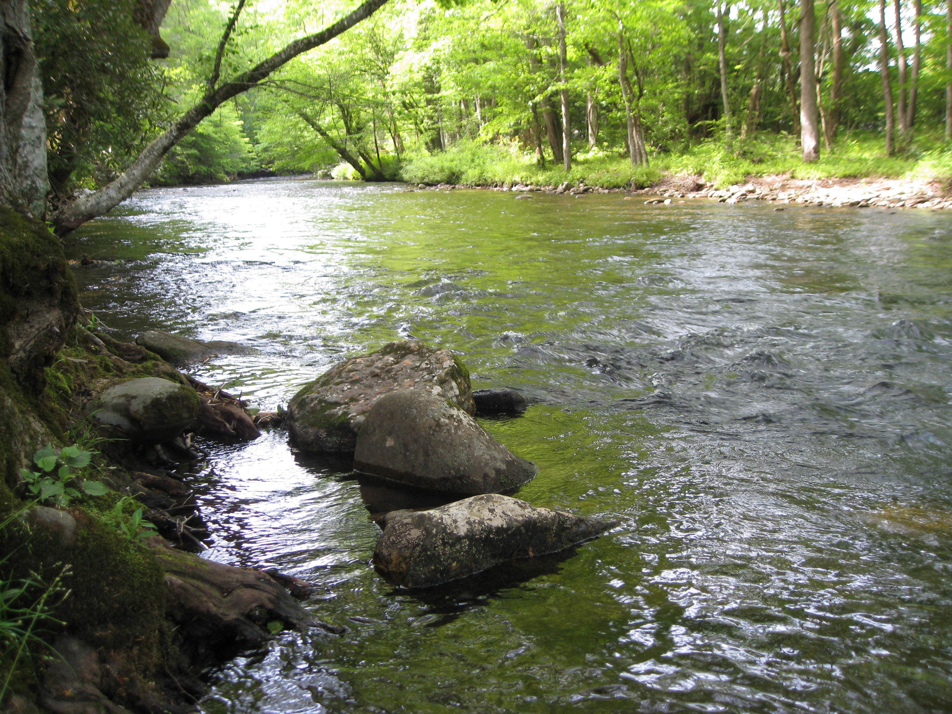 Camper-submitted photo at Balsam Mountain Campground — Great Smoky Mountains National Park near Waynesville, NC
