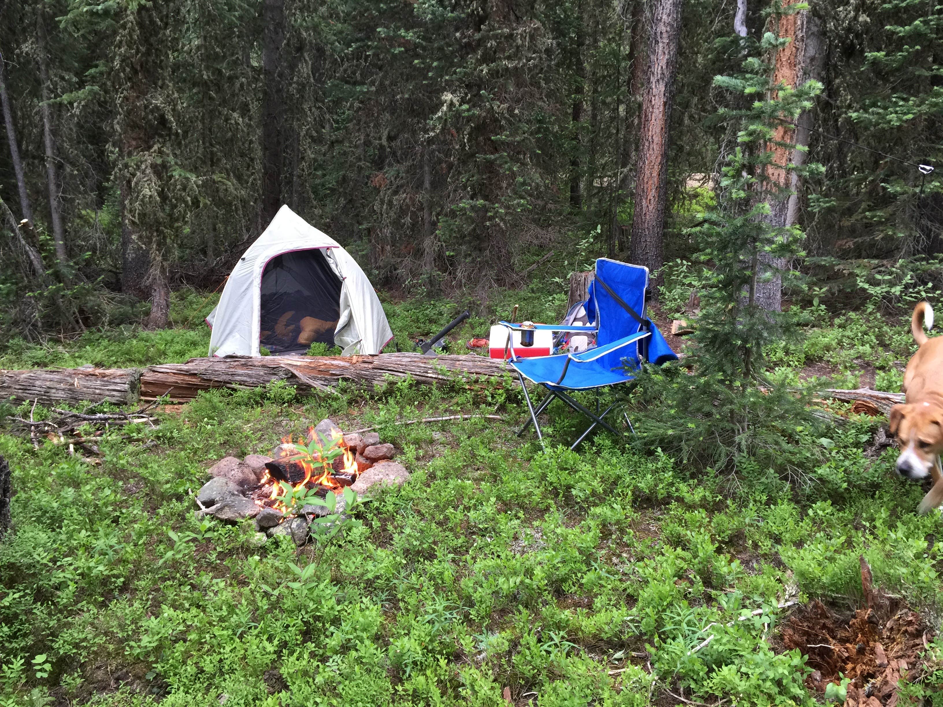 Andrew  L.'s photo of camping with pets at Vasquez Ridge near Silver Plume, CO