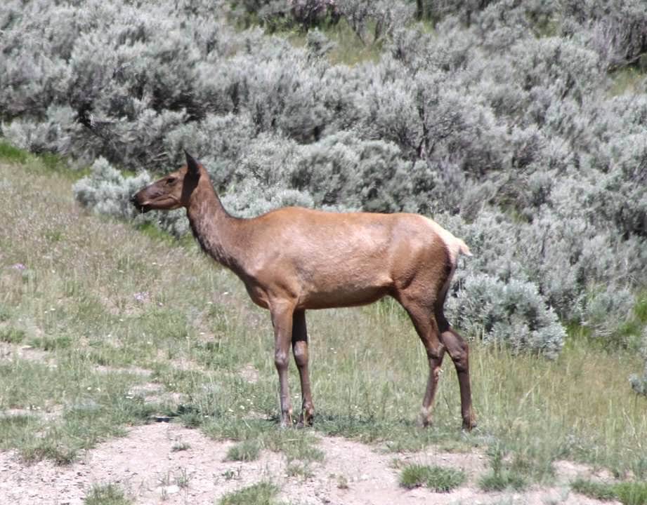 Camper-submitted photo at Yellowstone Edge RV Park near Silver Gate, MT