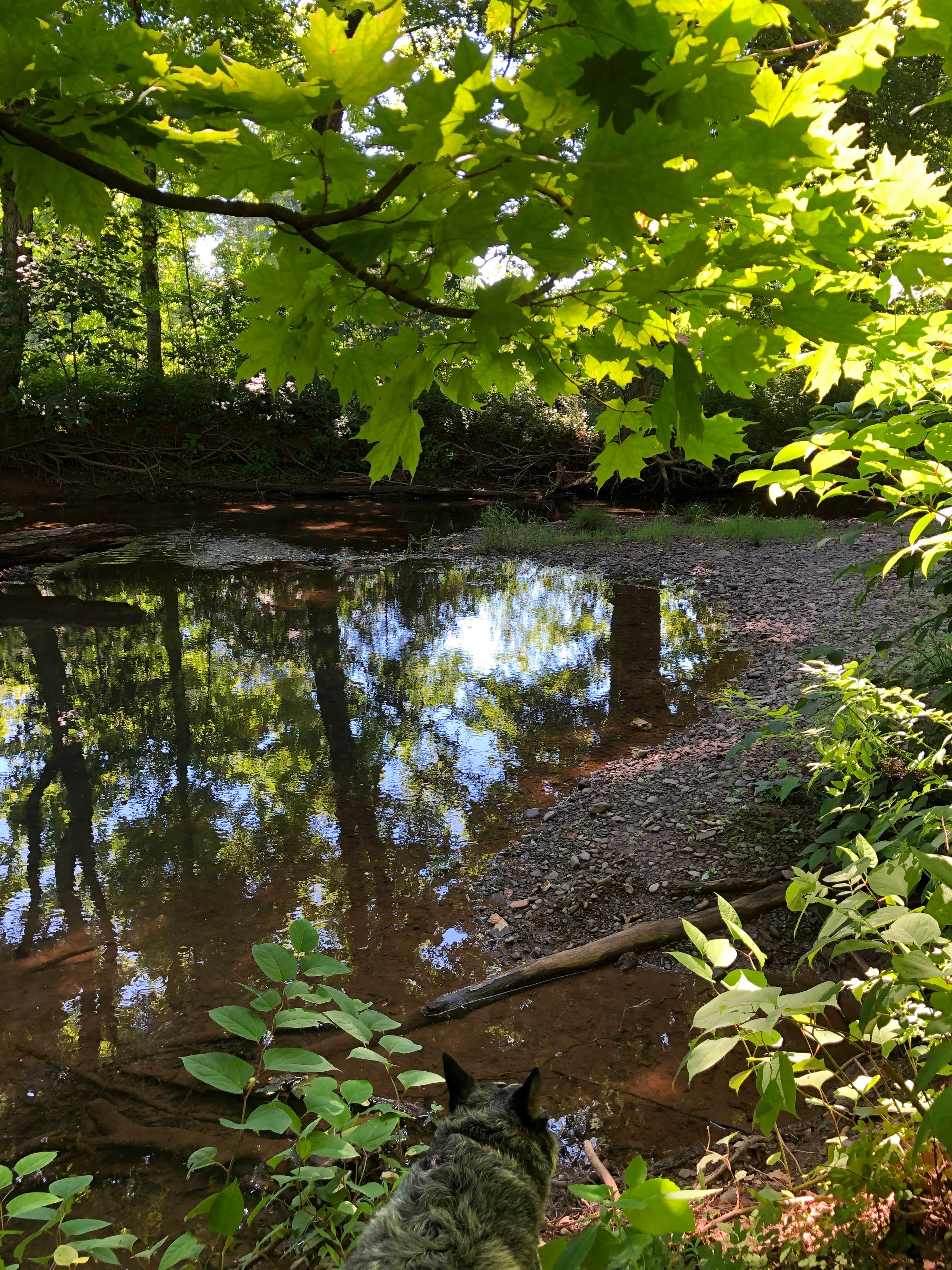 Molly G.'s photo of camping with pets at Brookside Campground near Catskill, NY