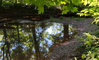 Molly G.'s photo of camping with pets at Brookside Campground near Catskill, NY